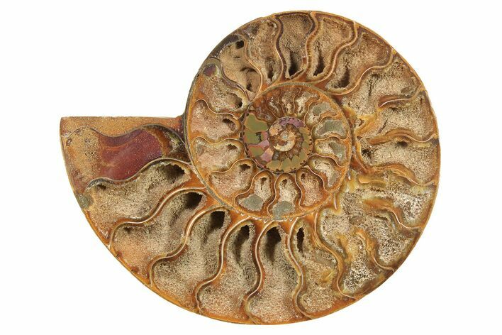 Cut & Polished Ammonite Fossil (Half) - Madagascar #296450